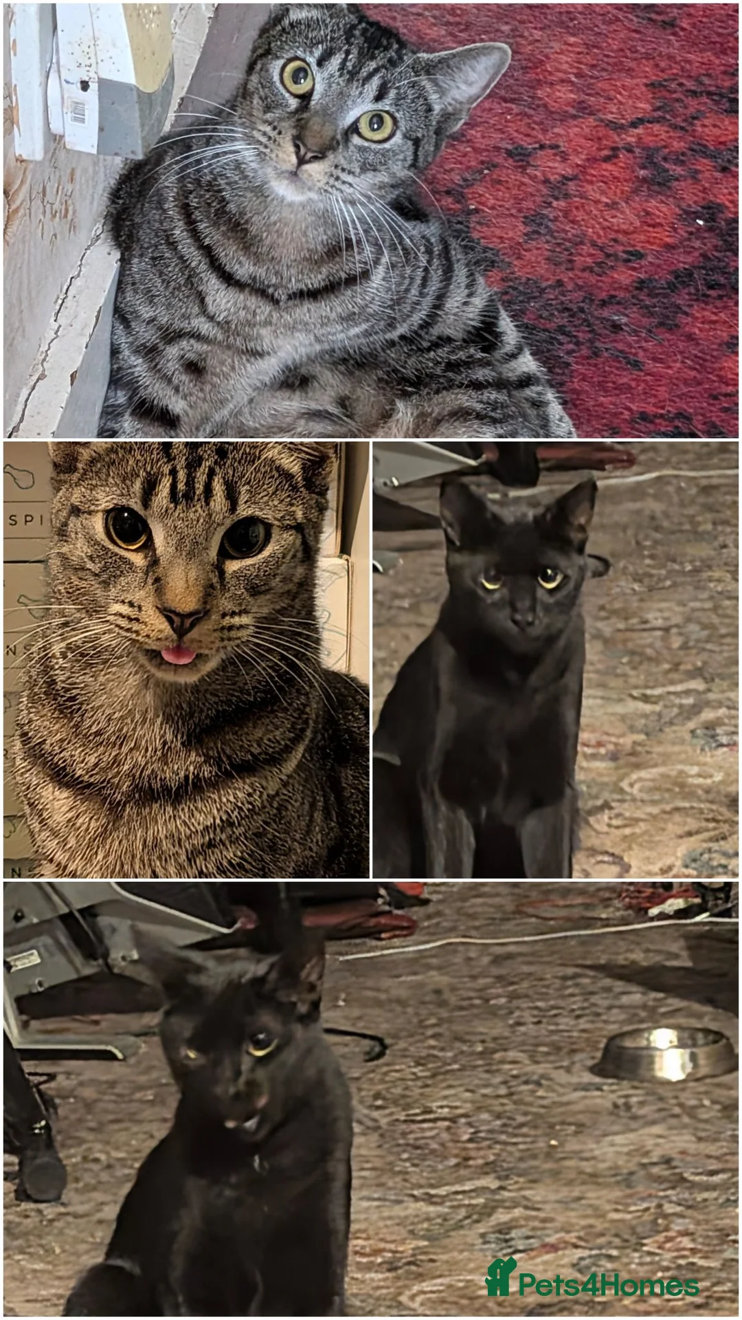 Domestic Shorthair cats for sale: 2 brothers in Ilford - Advert 1