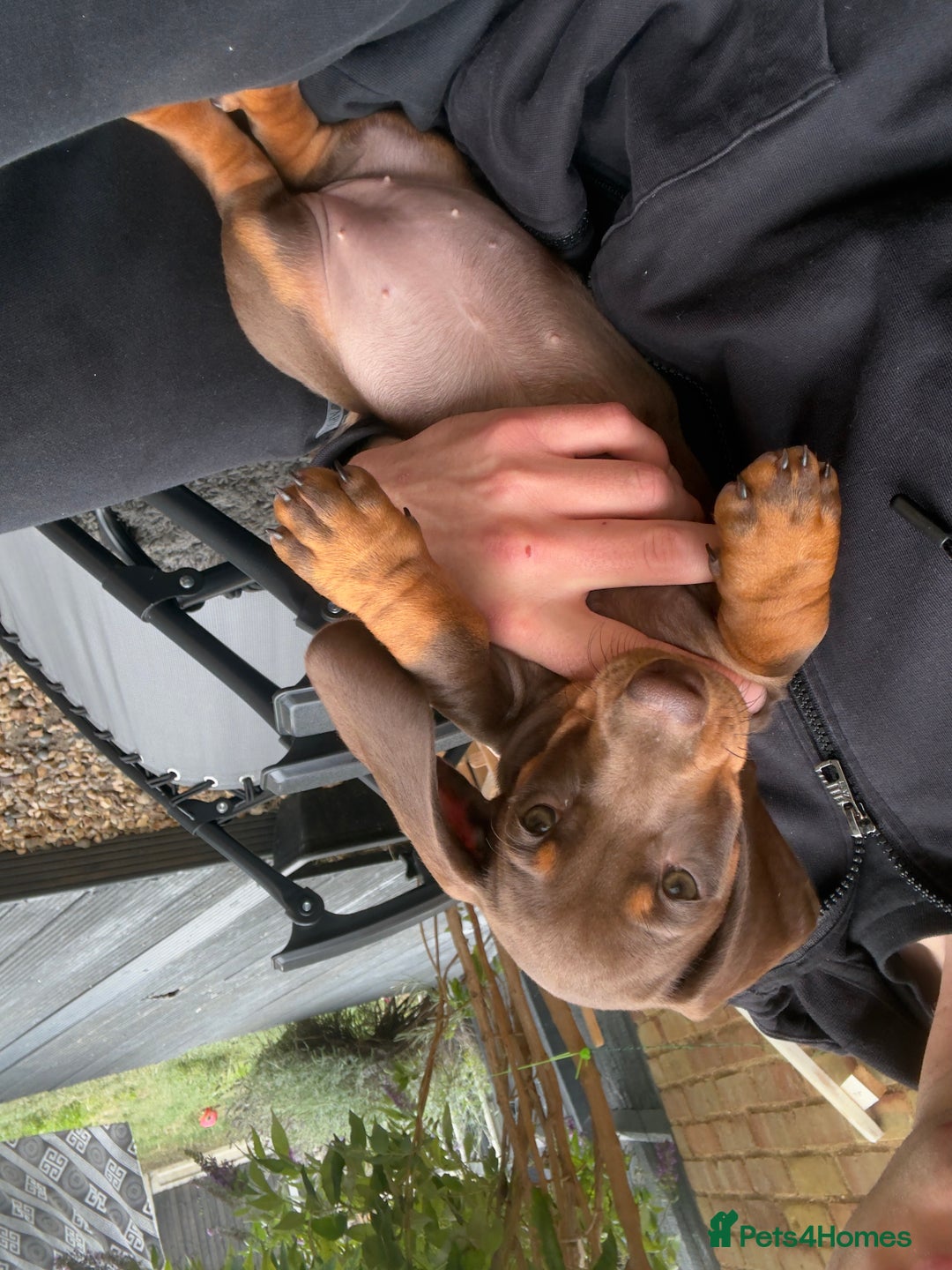 Dachshund dogs for sale: Chocolate dachshund female - Image 6