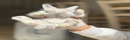 Angora rabbits for sale: Beautiful Angora rabbits in Brentwood - Advert 4