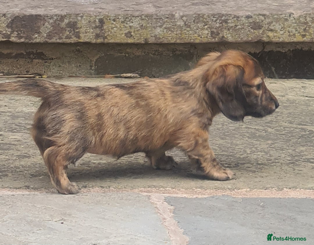Miniature Dachshund dogs for sale: Miniature Longhaired Dachshund Puppies  - Image 14