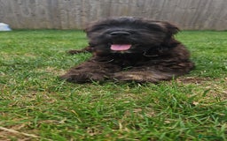Mixed Breed dogs for sale: Shih tzu x cockerspaniel puppies  - Image 5