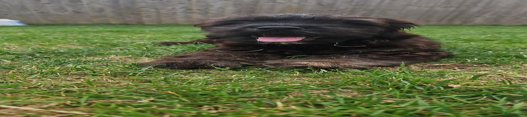 Puppy 2