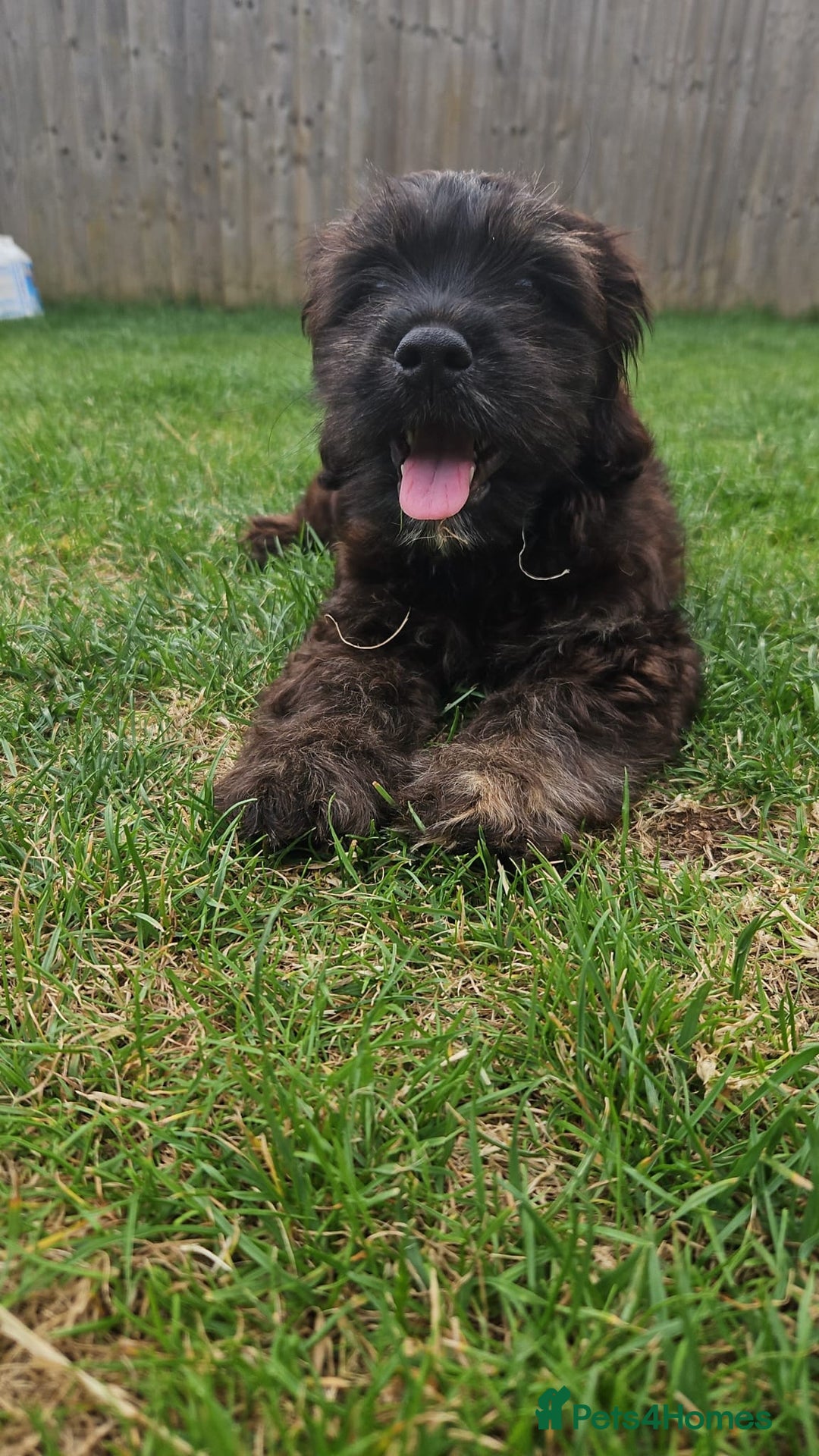 Mixed Breed dogs for sale: Shih tzu x cockerspaniel puppies  - Image 5
