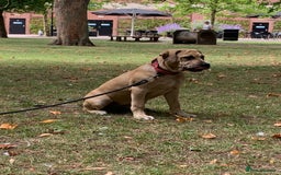 Mixed Breed dogs for sale: Cane Corso mix breed - Image 3