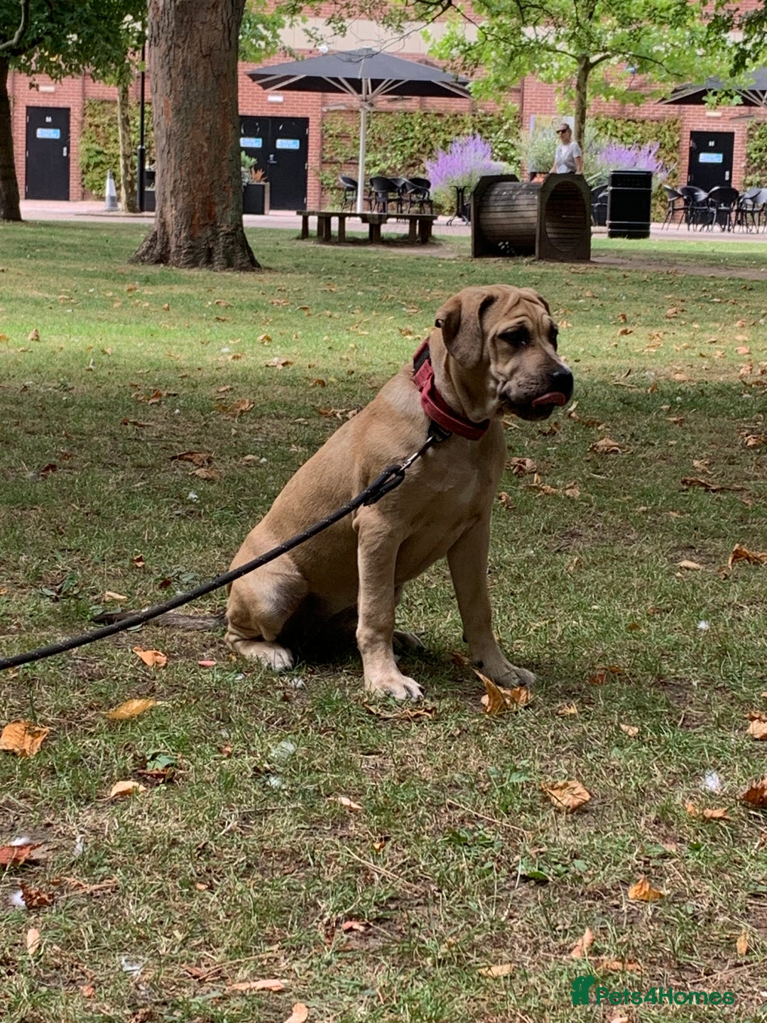 Mixed Breed dogs for sale: Cane Corso mix breed - Image 3