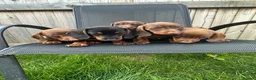 Miniature Dachshund dogs for sale: Beautiful dachshund puppy ready to leave  in Accrington - Advert 8