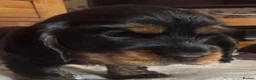 Cocker Spaniel dogs for sale: Show cocker spaniel puppies - Advert 5