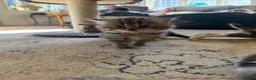 Scottish Fold cats for sale: 🩷Scottish fold x kittens 🩷 - Advert 11