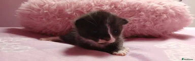 Mixed Breed Kitten 2