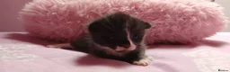 Mixed Breed cats for sale: Mixed bengal X kittens - Advert 2