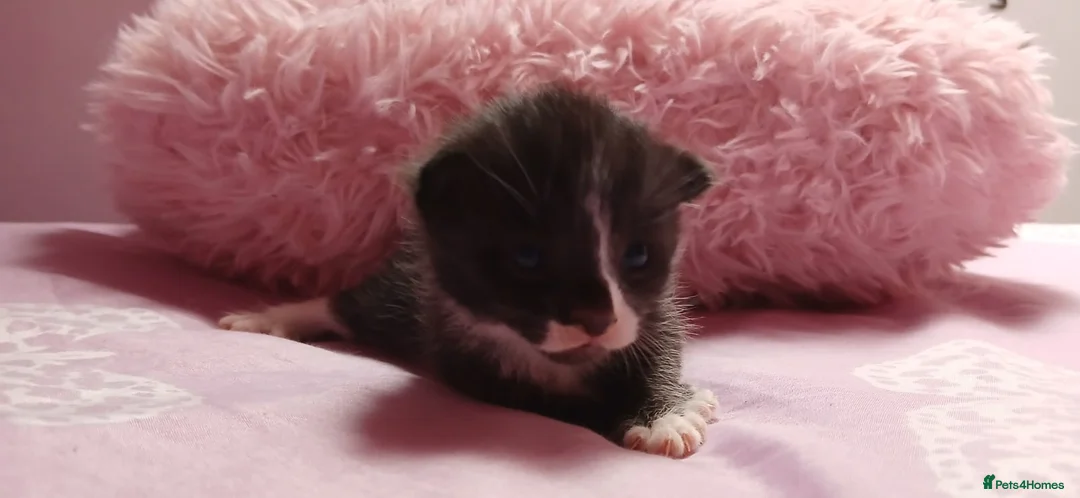 Mixed Breed cats for sale: Mixed bengal X kittens - Advert 2