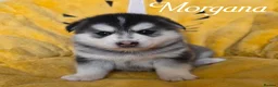 Pomsky dogs for sale: F3 Pomsky Puppies - Ready Soon - Advert 17