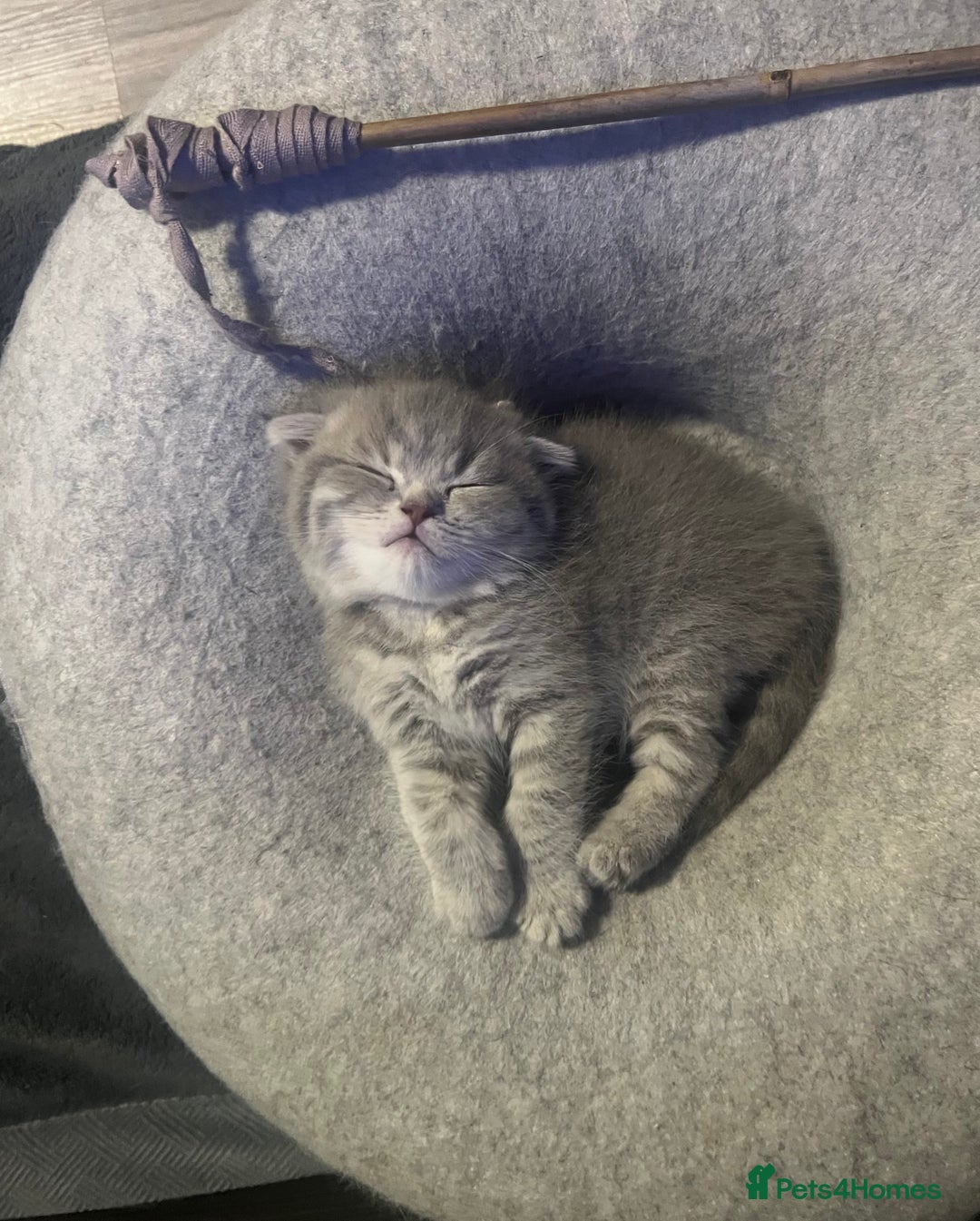 Scottish Fold cats for sale: Scottish Fold male kitten  - Advert 10