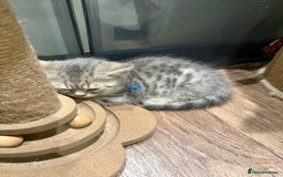 British Shorthair cats for sale: BSH Kitten Bean - Image 3