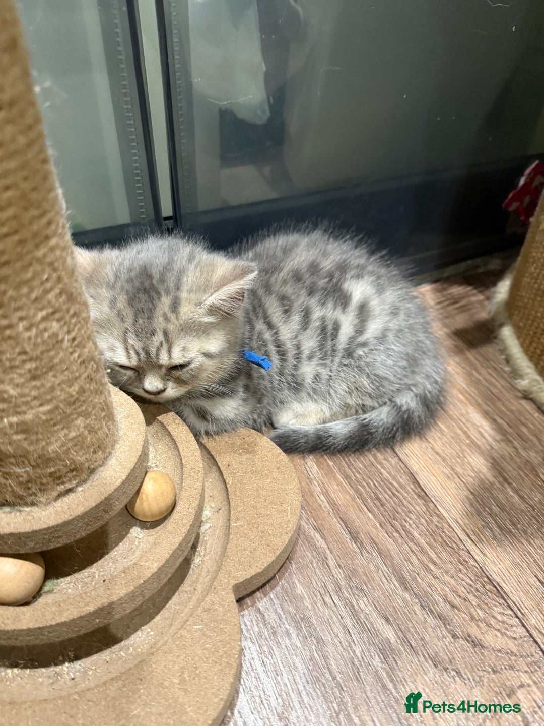 British Shorthair cats for sale: BSH Kitten Bean - Image 3