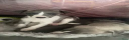 Whippet dogs for sale: NEW KIDS ON THE BLOCK /STUNNING  RKC LITTER  - Advert 35