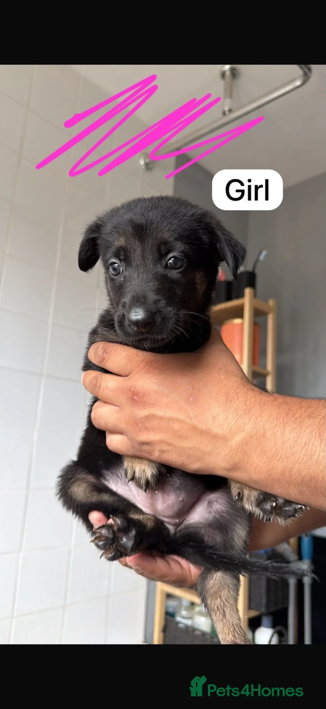 Belgian Shepherd Dog dogs for sale: Belgian Shephard Puppies - Advert 2