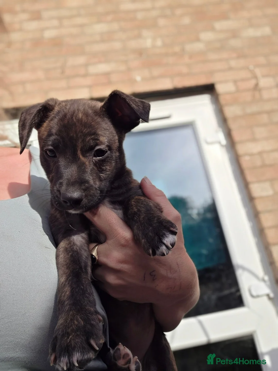 Mixed Breed dogs for sale: Beautiful mixed breed puppies 2 boys 1 girl in Peterborough - Advert 9