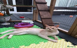 Abyssinian cats for stud: Champion lines Aby Red-Silver boy for stud in Romford - Image 5