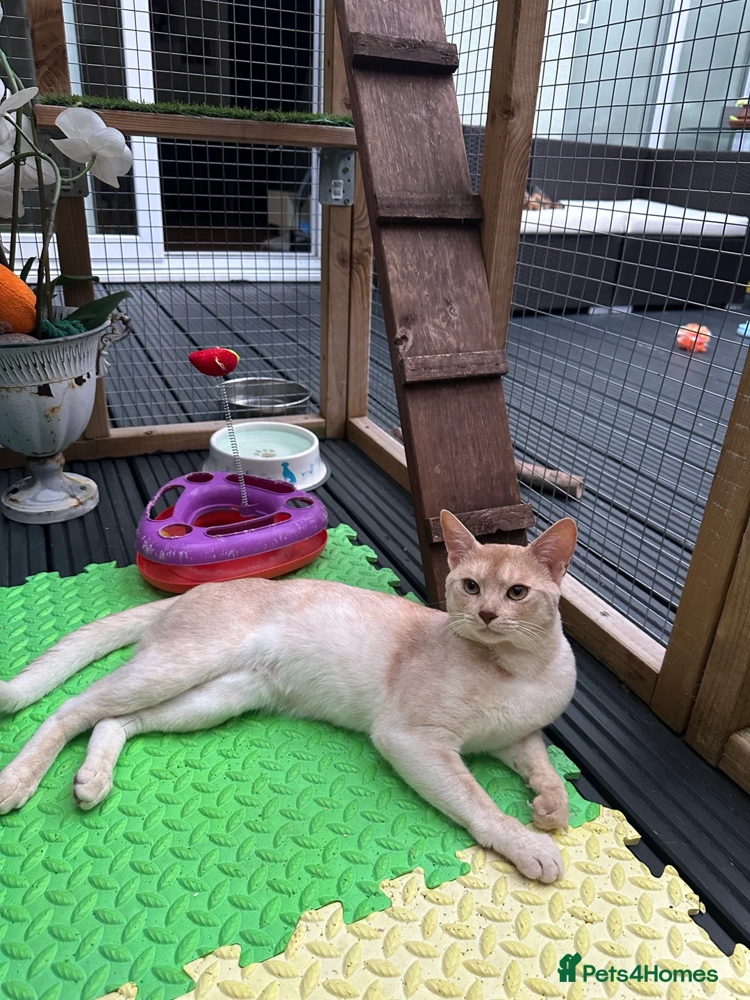 Abyssinian cats for stud: Champion lines Aby Red-Silver boy for stud in Romford - Advert 5