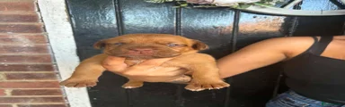 Dogue De Bordeaux 1