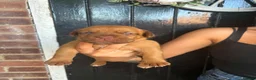 Dogue De Bordeaux dogs for sale: Dogue de Bordeaux Puppies - Advert 16
