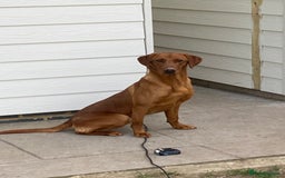 Labrador Retriever dogs for stud: Royal Red gun dog for stud - Image 12