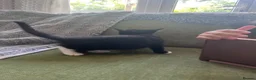 Mixed Breed cats for sale: Tuxedo kittens - 1 male 1 female  - Advert 7