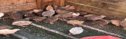 Quail poultry for sale: Quail Hatching Eggs etc  - Advert 3