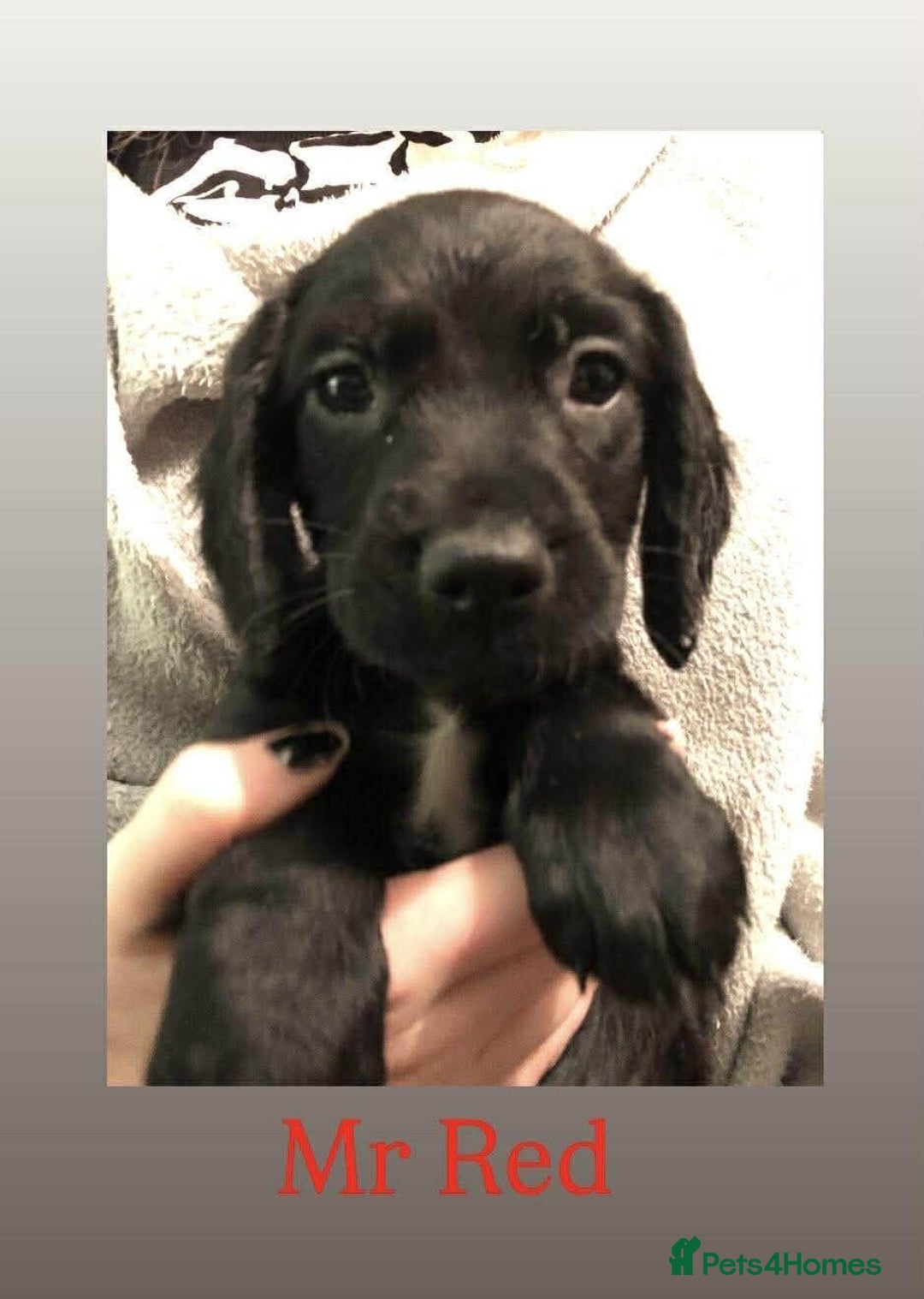 Cocker Spaniel dogs for sale: Cocker Spaniel puppies for sale - Advert 8