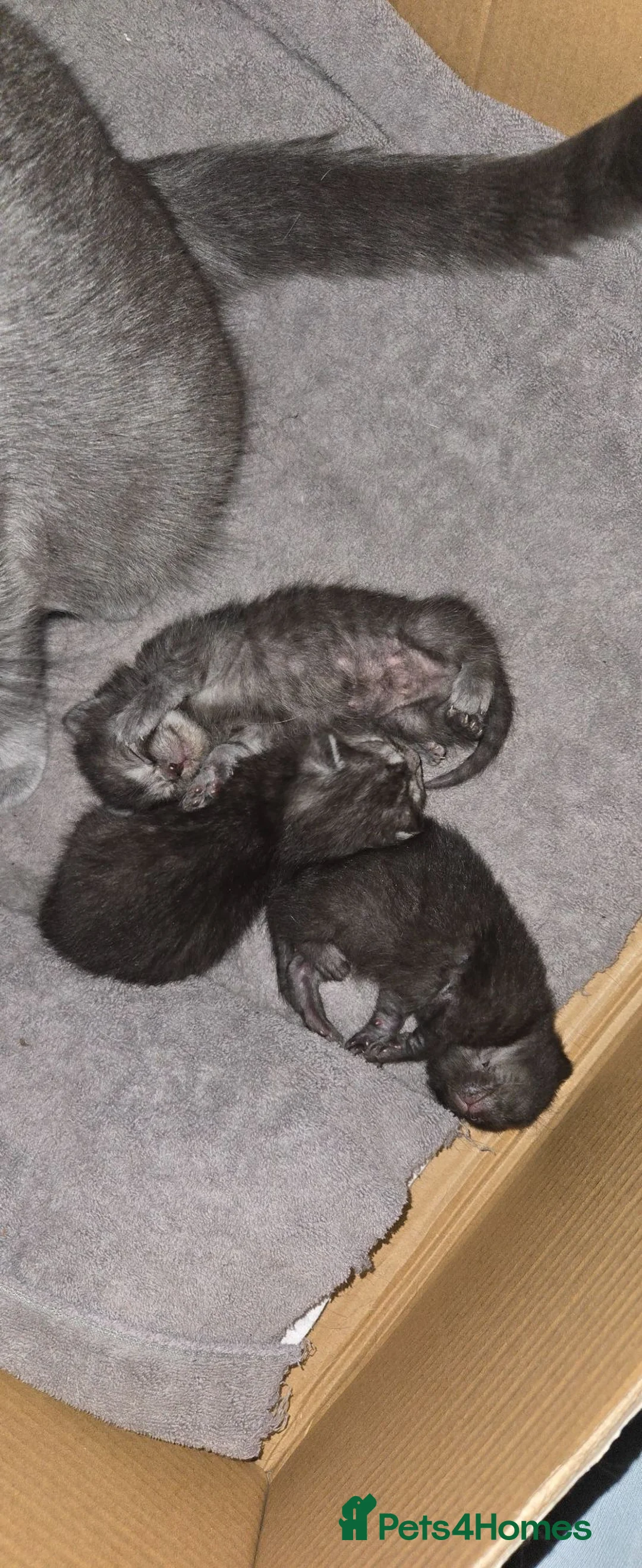 British Shorthair cats for sale: Beautiful British short hair kittens. - Advert 2