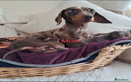Dachshund dogs for sale: Outstanding miniature dachshund puppies  - Image 7