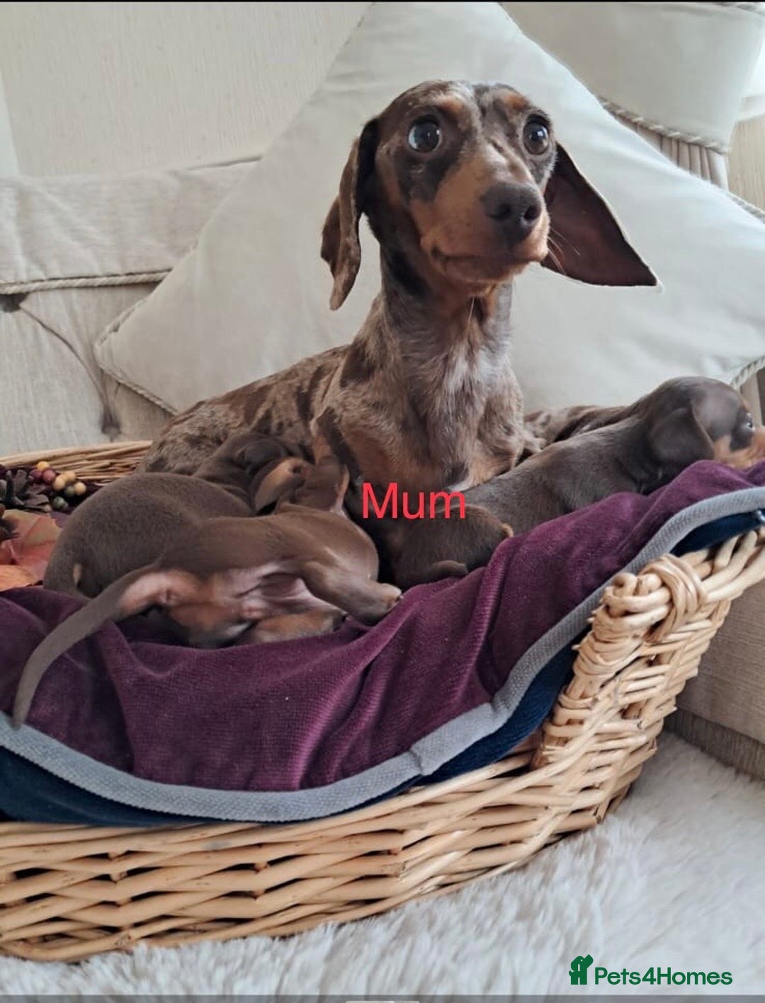 Dachshund dogs for sale: Outstanding miniature dachshund puppies  - Image 7