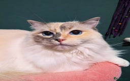 Ragdoll cats for sale: Blue Tortie tabby mitted ragdoll girl - Advert 1