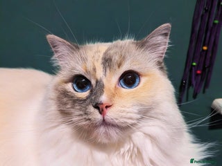 Ragdoll cats Blue Tortie tabby mitted ragdoll girl - Advert 7
