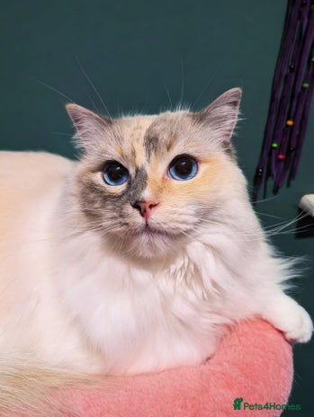 Ragdoll cats Blue Tortie tabby mitted ragdoll girl - Advert 2