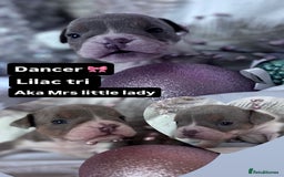 English Bulldog dogs for sale: 11 wonderful healthy happy bulldog babies  - Advert 7