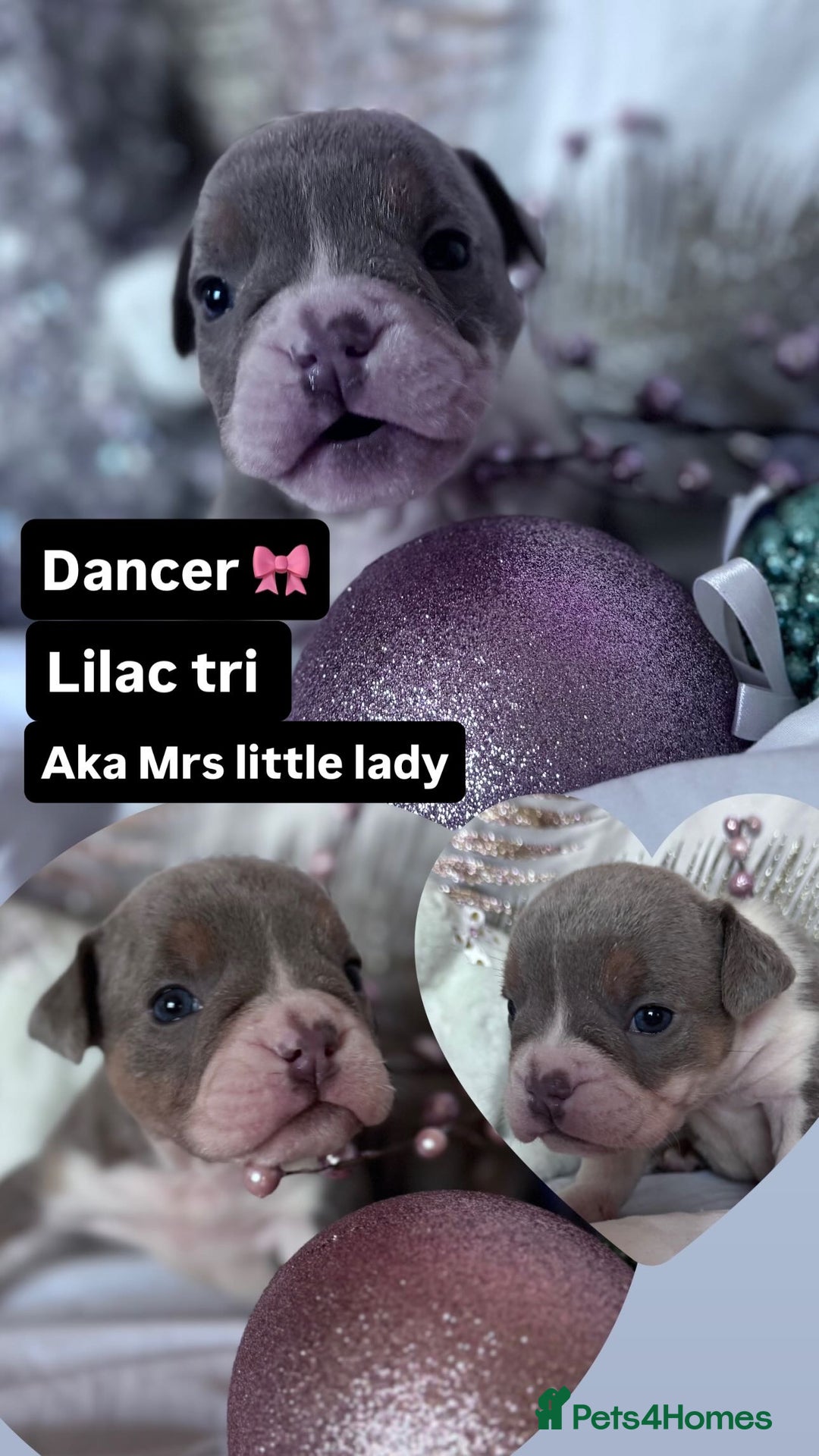 English Bulldog dogs for sale: 11 wonderful healthy happy bulldog babies  - Advert 7