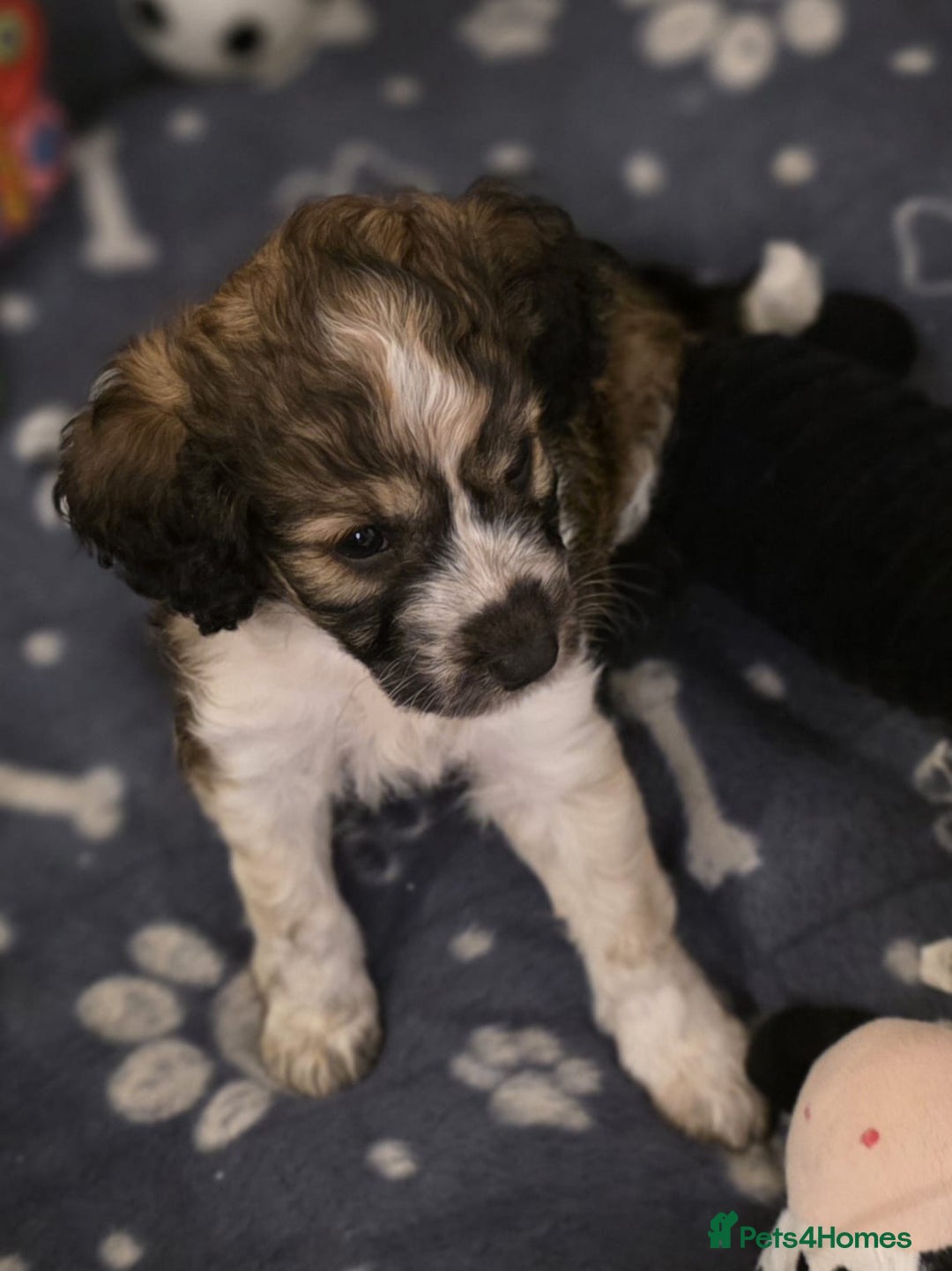 Cockapoo dogs for sale: F1 COCKAPOO BOY - Advert 7