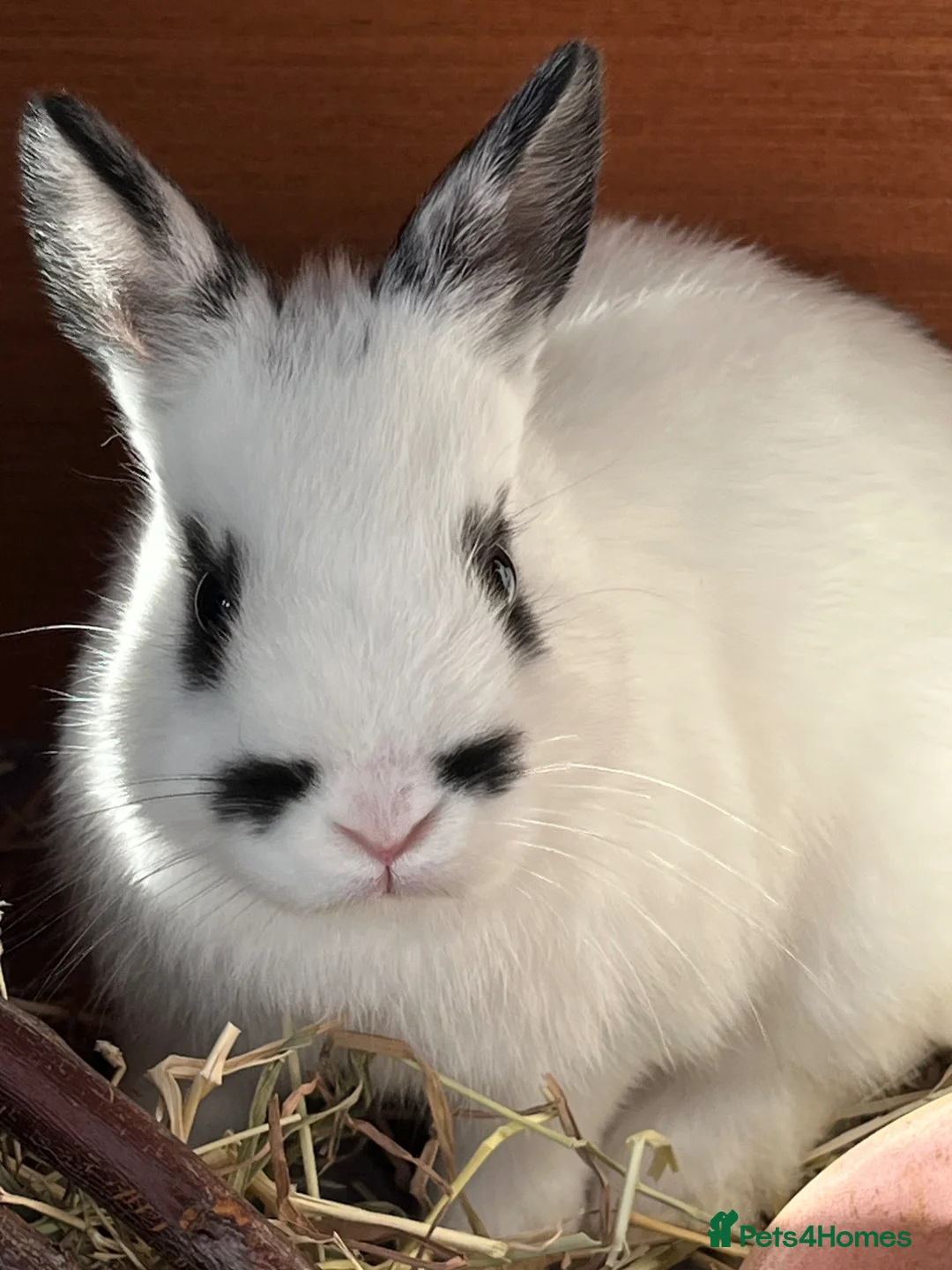 Netherland Dwarf rabbits for sale: 2 netherland dwarf rabbits - Advert 4