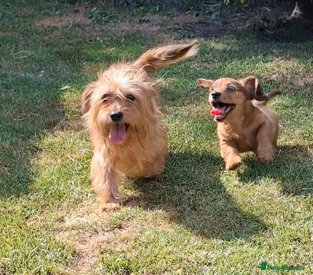 Mixed Breed dogs for sale: Two beautiful dachshund x schweenie  in Chester - Advert 2