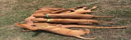Hungarian Vizsla dogs for sale: 🌟Stunning, strong health tested KC pups 🌟  - Advert 3