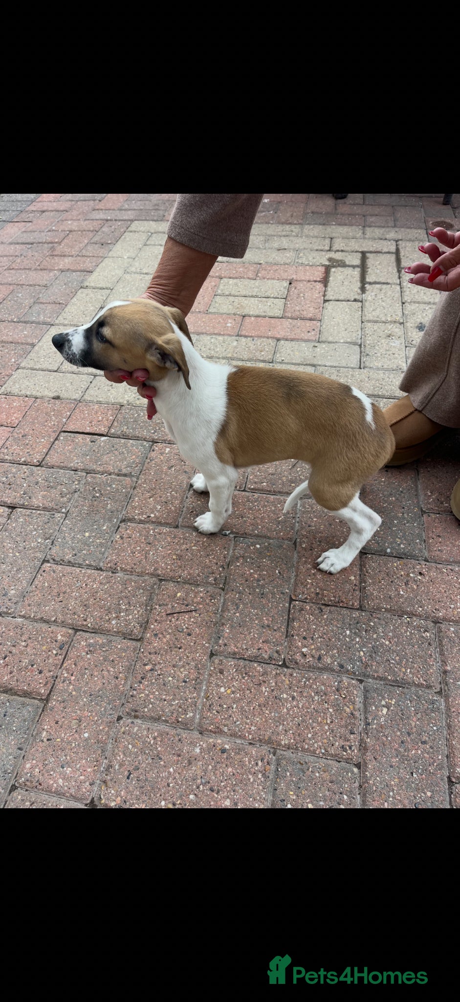 Whippet dogs KC Registered Whippet Pups - Advert 2