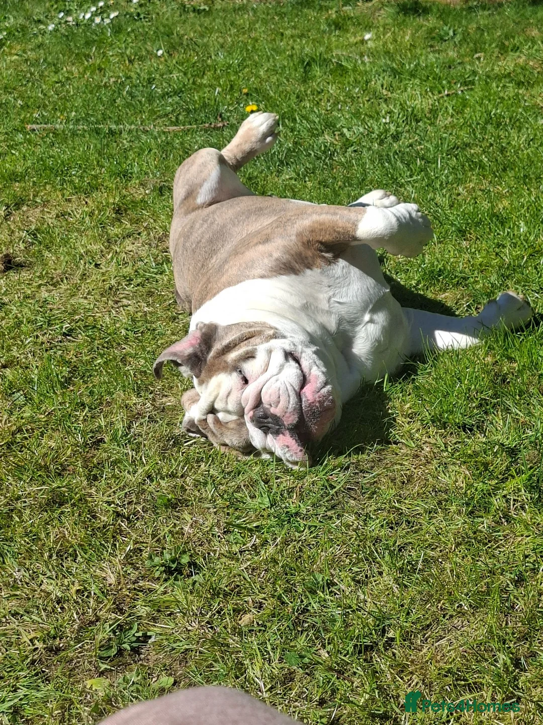English Bulldog dogs for stud: British bulldog stud - Advert 6