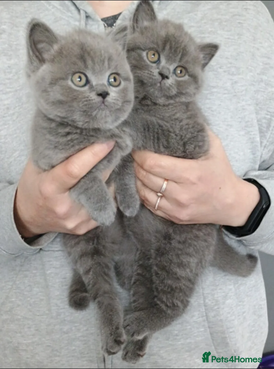 British Shorthair cats for sale: Beautiful British Shorthair Kittens for Sale - Advert 2