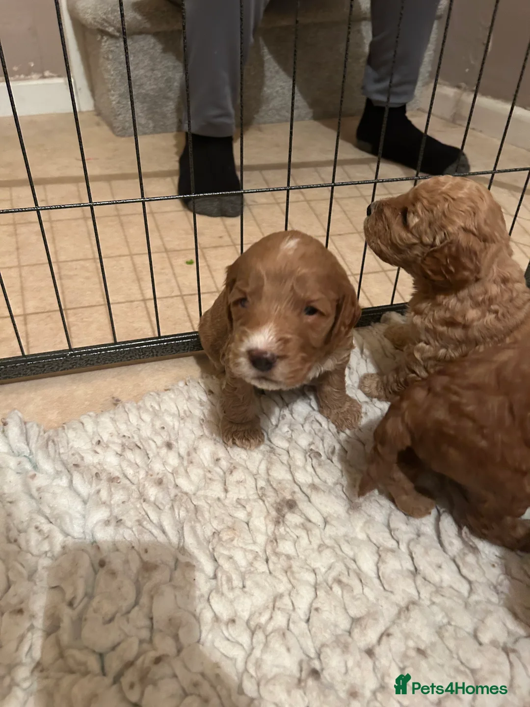 Mixed Breed dogs for sale: Australian Double doodle puppies  - Advert 11