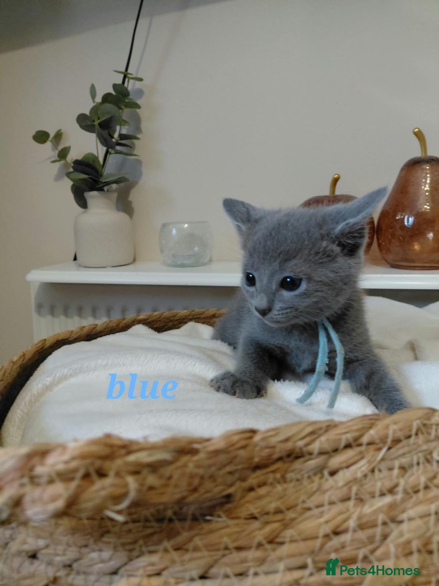 Russian Blue cats 🐾 Beautiful Russian Blue Kittens 🐾 - Advert 2
