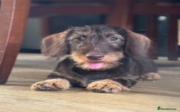 Miniature Dachshund dogs for sale: Miniature wire haired Dachshund  - Image 1