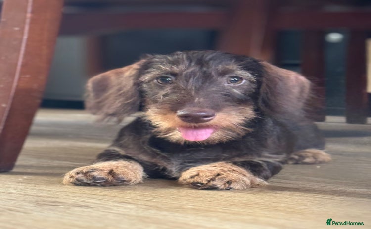 Miniature Dachshund dogs - Advert 1