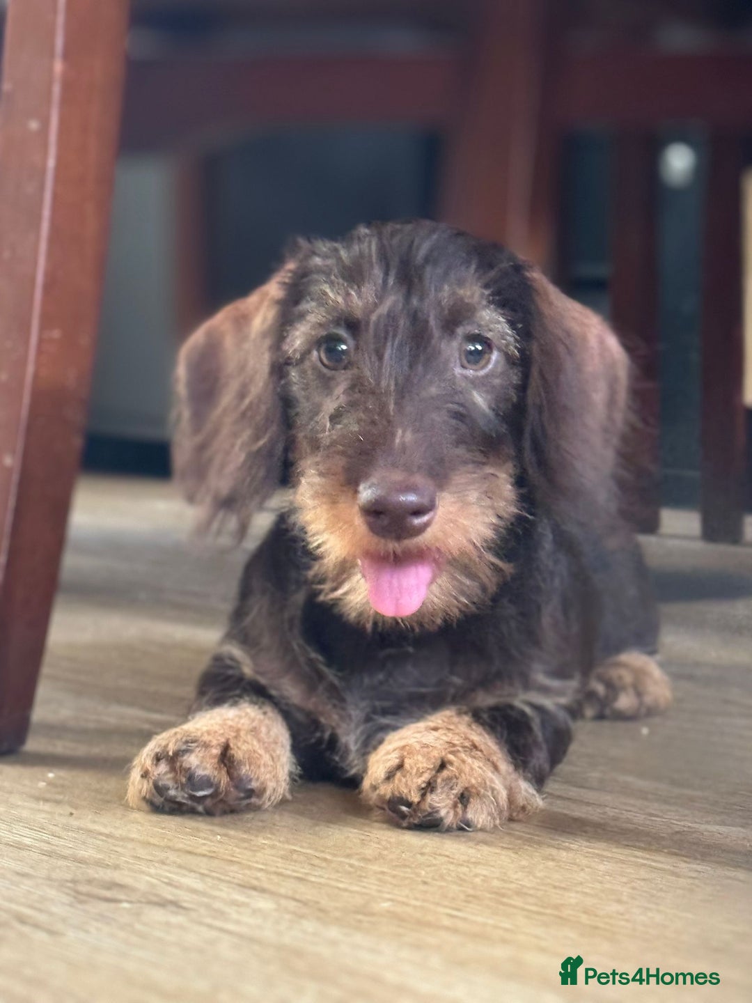 Miniature Dachshund dogs for sale: Miniature wire haired Dachshund  - Image 1